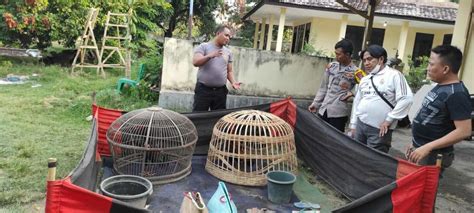 Polisi Gerebek Judi Sabung Ayam Di Asembagus Sejumlah Barang Bukti