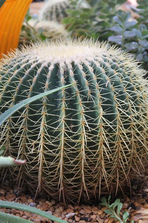 5 Poisonous Cacti To Keep Away From Children And Pets