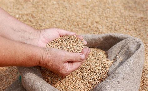 Hands Of Older Female Puring And Sifting Wheat Grains In A Jute Sack