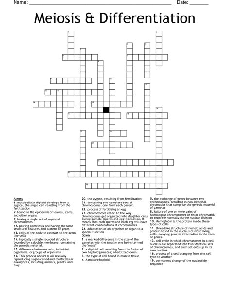 Meiosis Differentiation Crossword WordMint