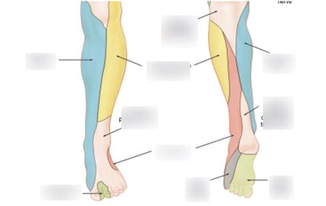 Diagram Of Dermatome Nerve Branches Quizlet