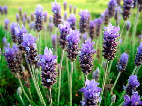 La Lavanda | Bariloche.Org