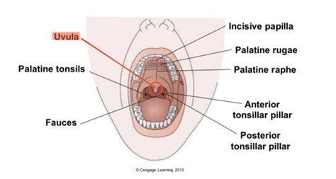 Dental Assisting Chapter Landmarks Of Soft Palate Flashcards Quizlet