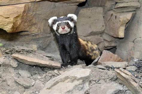 Fun Marbled Polecat Facts For Kids Kidadl