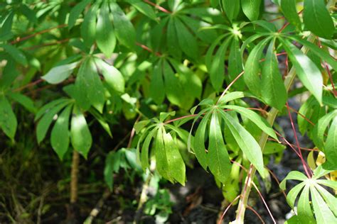 How To Grow Cassava