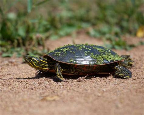 Aging A Turtle: How Can You Tell How Old Is A Turtle?