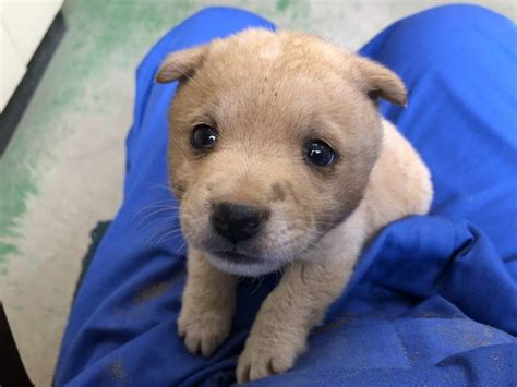 母犬に捨てられ山から転げ落ちてきた野良子犬が4年後 たくましく甘えん坊に成長したビフォーアフターに心温まる l fy2212