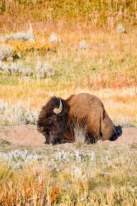 Yellowstone in September