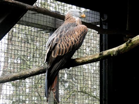 Tiere Tierpark Kloster Riesa