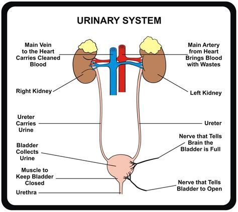 URINARY TRACT – Luma Tea