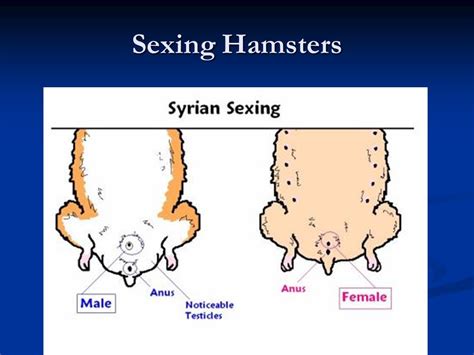 Hamsters Biology And Anatomy Ppt Video Online Download