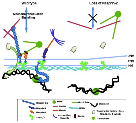 Proposed Mechanisms Of Nesprin Involvement In Cell Migration