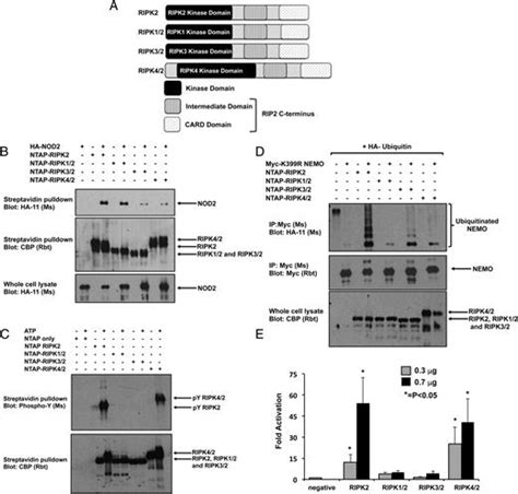 Synthetic Biology Reveals The Uniqueness Of The Rip Kinase Domain The Journal Of Immunology