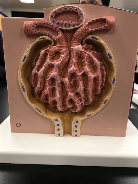 Glomerulus Diagram Quizlet