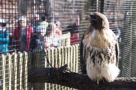 Alabama Wildlife Center To Host For The Birds Charity Event Shelby