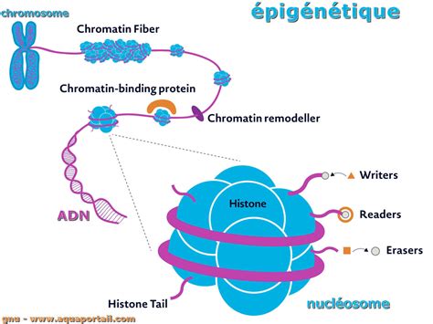 Épigenèse définition et explications