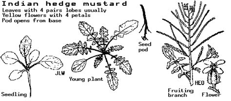 Indian Hedge Mustard Diagram