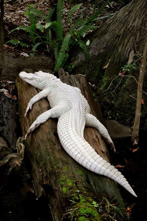 This Albino Crocodile is 🔥 : r/NatureIsFuckingLit