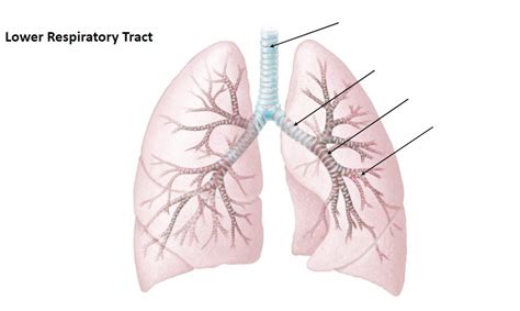 Lower Respiratory Tract Diagram Quizlet