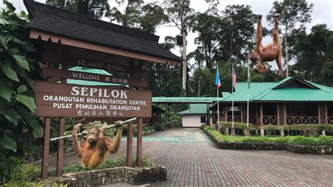 Sepilok Orangutan Rehabilitation Centre Tour YouTube