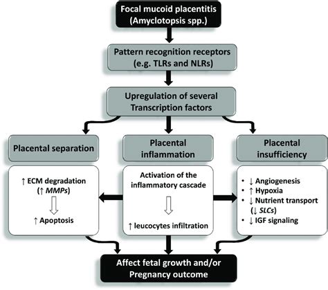 Schematic Illustration Of Possible Mechanisms Associated With