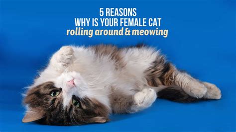 Reasons Why Is Your Female Cat Rolling Around And Meowing