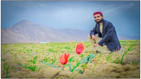 Red Wild Tulips Of Dasht Valley Balochistan Gowarikh Dasht Mastung