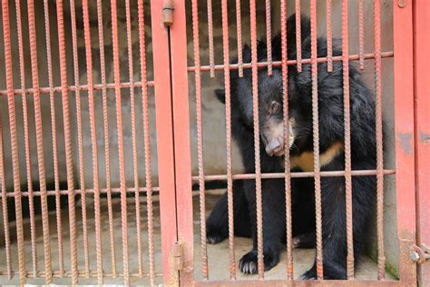 Vietnams 1 Bear Bile Farming Hotspot Hanoi Four Paws In Us