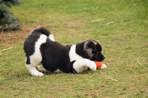 American Akita Welpen Akita Club e V Verein für Akita American Akita