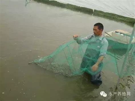 梅雨季節南美白對蝦養殖管理技術要點解析 每日頭條