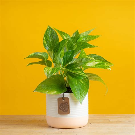 Golden Pothos | small – Costa Farms