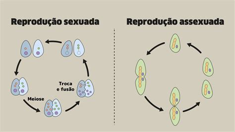 Exemplo De Reprodução Assexuada - Partenogenese Reproducao Assexuada