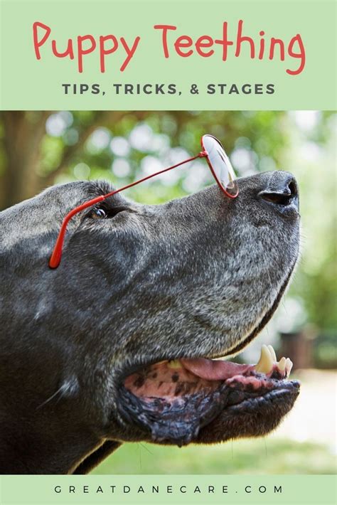 Great Dane Puppy Teeth A Helpful Guide Great Dane Care Dane