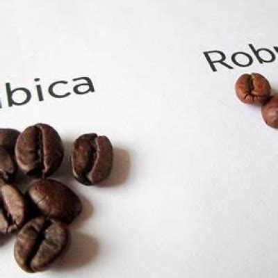 Caf Robusta Bate Recorde Ar Bica Atinge Pico De Anos E Meio