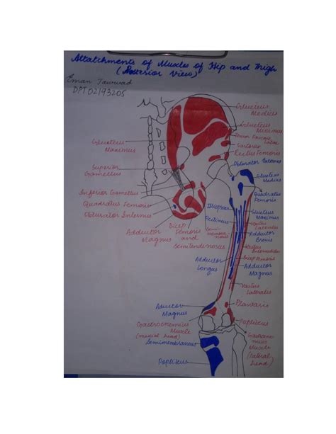 Solution Muscles Attathments Of Lower Limb Studypool