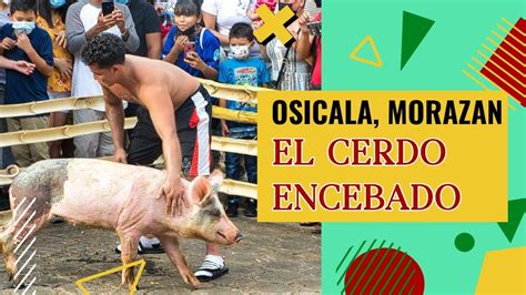 CERDO ENCEBADO OSICALA 2022 YouTube