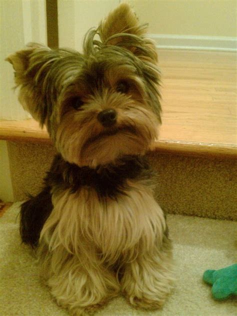 50 Damn Cute Yorkie Haircuts For Your Puppy – HairstyleCamp