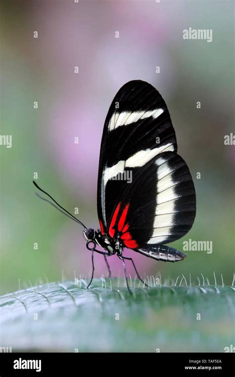 Heliconius Butterfly Heliconius Hewitsoni Closed Wings On A Leaf