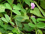 Desmodium Triflorum Wikipedia