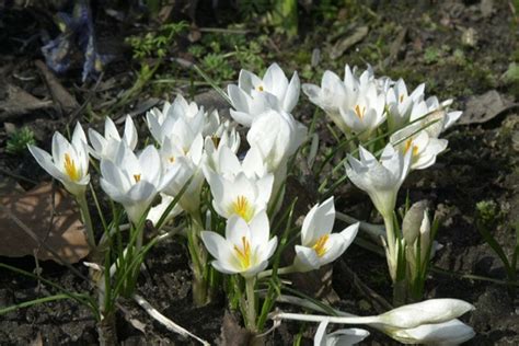 Crocus biflorus Miss Vain Frühlingsblühender Krokus Park der Gaerten