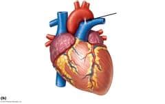 Heart Anatomy Quiz With Answers