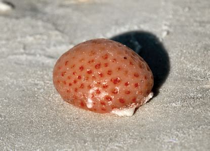 Common Shells of Honeymoon Island State Park Nature Center