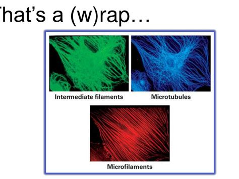 Ppt Microfilaments And Microtubules Powerpoint Presentation Free Download Id 3654654