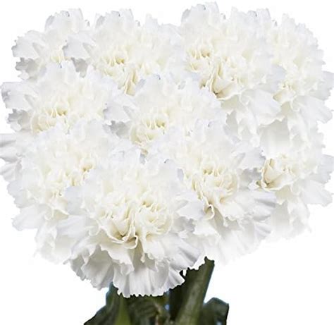 Amazon Globalrose Stems Of Fresh Cut Assorted Colors Spray