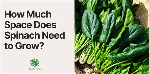 How Much Space Does Spinach Need to Grow? (Fully Explained) - Foliage ...