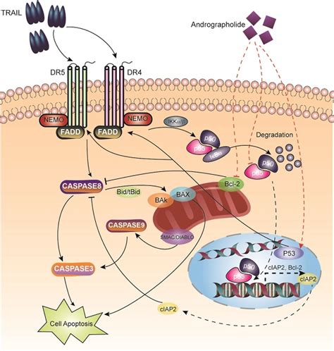 Andrographolide Enhances Trail Induced Apoptosis Via P53 Mediated Death