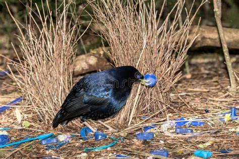 Satin Bowerbird stock photo. Image of display, decorations - 189986984