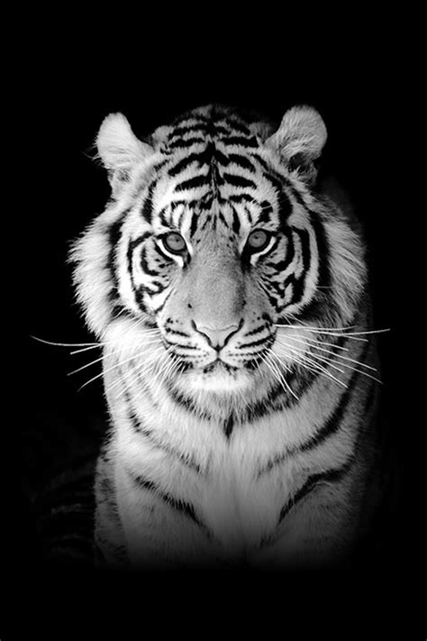 Tiger iPhone Wallpaper - WallpaperSafari