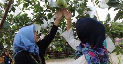 Kebun Buah Gambar Buah Buahan Segar Di Pohon Buah Dari Surga Yang Ada