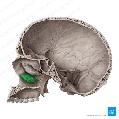 Nasal conchae: Anatomy, structure and function | Kenhub